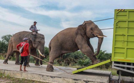 Keresahan Warga Tenayan Raya Berakhir, Gajah Sumatera Liar Berhasil Dievakuasi oleh BBKSDA Riau