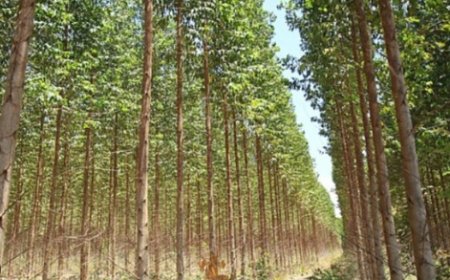 PT SPR Trada Digugat ke Pengadilan Negeri Pekanbaru Terkait Dana Hibah Tegakan Akasia