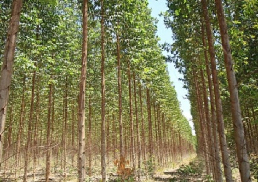 PT SPR Trada Digugat ke Pengadilan Negeri Pekanbaru Terkait Dana Hibah Tegakan Akasia