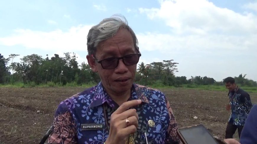 291 Sapi di Sleman Masih Terpapar PMK