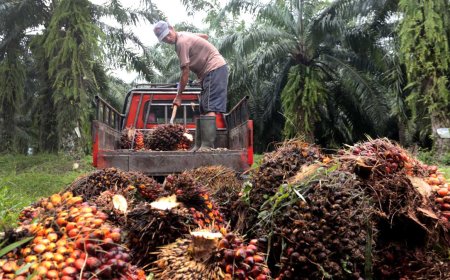 Harga Tandan Buah Segar (TBS) Sawit Plasma Riau Naik untuk Periode 19-25 Februari 2025