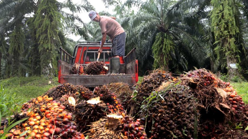 Harga Tandan Buah Segar (TBS) Sawit Plasma Riau Naik untuk Periode 19-25 Februari 2025