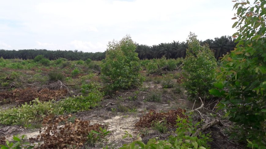 SK Menteri Hutan Menjadi Senjata: KTSL Kunci Kepemilikan Lahan 300 Hektare