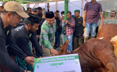 Gubernur Riau Saksikan Penyembelihan Hewan Kurban Bantuan Presiden di Masjid Raya An-Nur