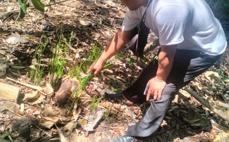 Lima Pohon Sonokeling Warga Sedayu Dibabat Pencuri, Kerugian Capai Rp 25 Juta