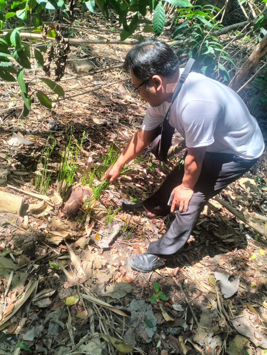 Lima Pohon Sonokeling Warga Sedayu Dibabat Pencuri, Kerugian Capai Rp 25 Juta
