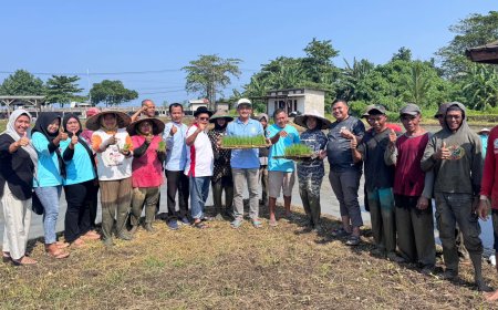 YBBN Tanam Perdana Benih Padi Unggul PS-08 di Pandeglang: Wujud Nyata Bela Negara di Bidang Pangan