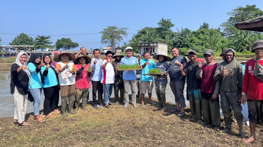 YBBN Tanam Perdana Benih Padi Unggul PS-08 di Pandeglang: Wujud Nyata Bela Negara di Bidang Pangan