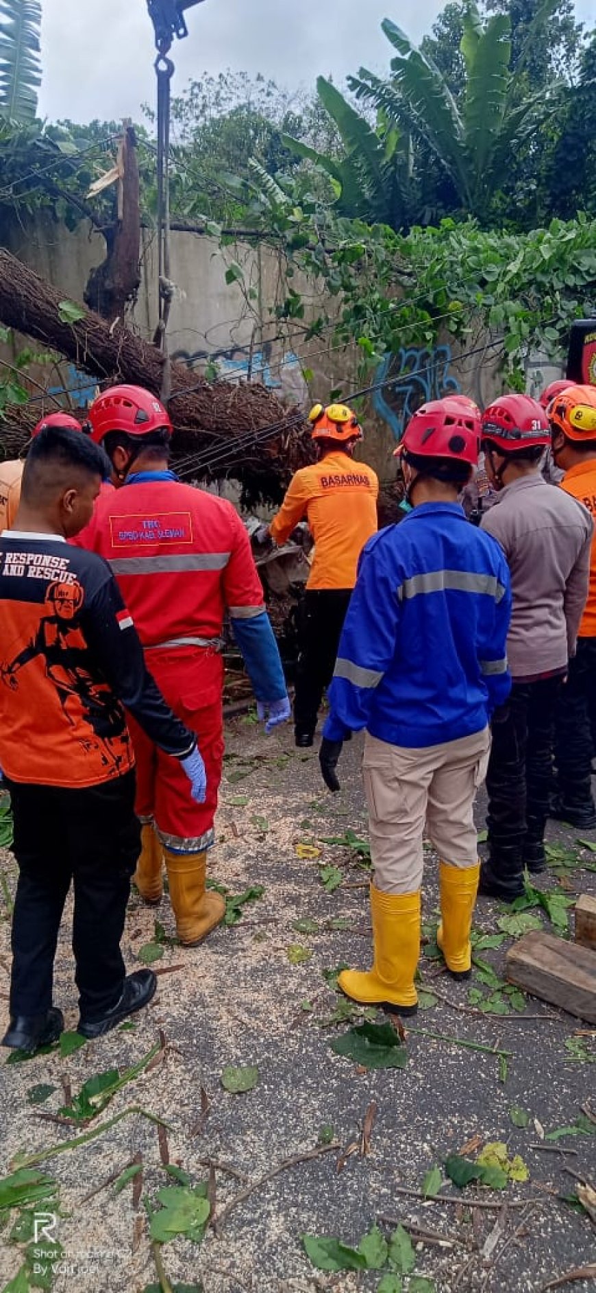 Berteduh Berujung Maut, Dua Orang Tertimpa Pohon Trembesi Roboh di Sleman
