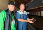 Inovasi Ade Gunawan Kembangkan Ternak Cacing ANC, Dari Umpan Pancing hingga Pupuk Organik