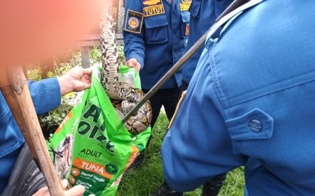 Piton Empat Meter Teror Kandang Warga, Dua Indukan Ayam Dimangsa di G. Obos IX Palangkaraya