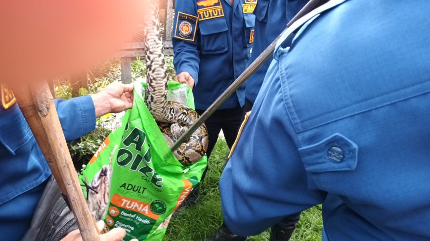 Piton Empat Meter Teror Kandang Warga, Dua Indukan Ayam Dimangsa di G. Obos IX Palangkaraya