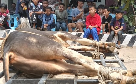 Masjid Agung AL Hikmah Tanjungpinang Sembelih Hewan Qorban Belasan Ekor Sapi dan Kambing
