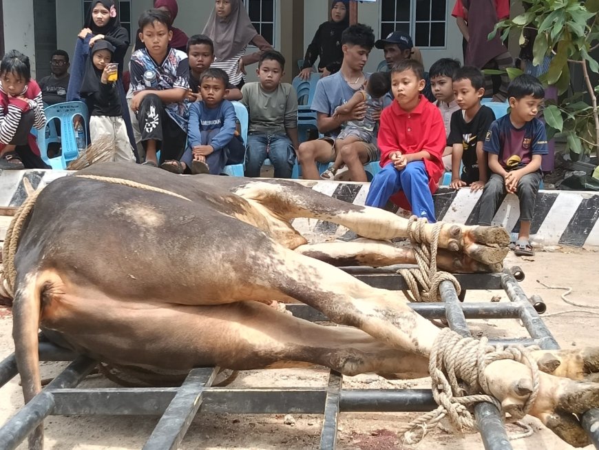 Masjid Agung AL Hikmah Tanjungpinang Sembelih Hewan Qorban Belasan Ekor Sapi dan Kambing
