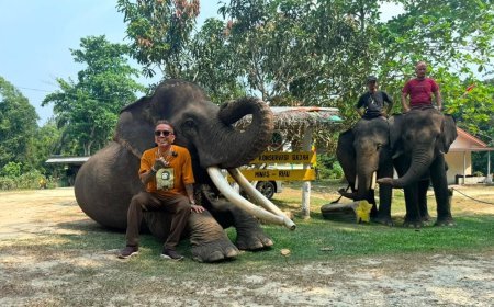 Jaga Satwa Indonesia, Jangan Biarkan Harimau Sumatra, Orangutan, dan Gajah Kehilangan Rumah